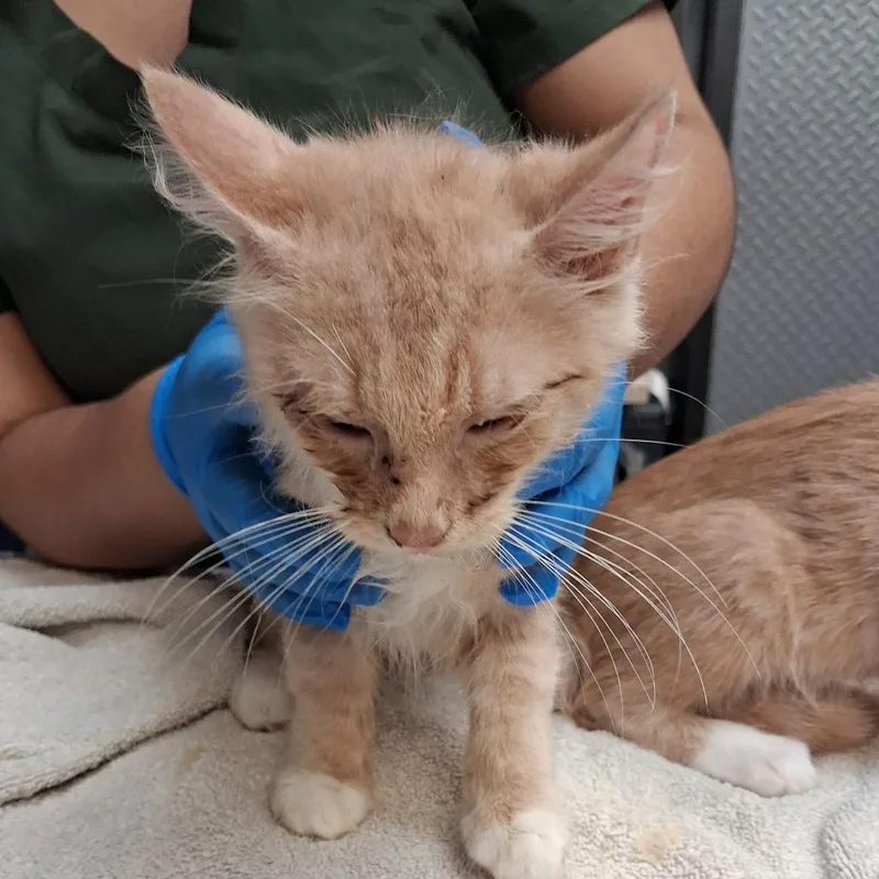 A baby small-sized male Domestic Long Hair cat named Stan for adoption in Newark, NJ
