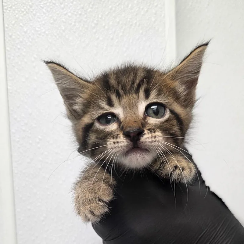 A baby small-sized male Brown / Chocolate Domestic Short Hair cat named Zubat for adoption in Abilene, TX
