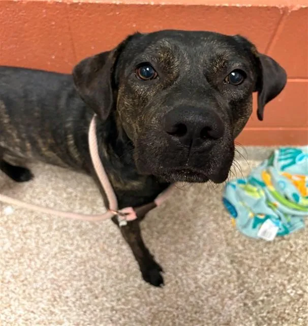 A young large-sized male Pit Bull Terrier dog named Vector for adoption in Pueblo, CO