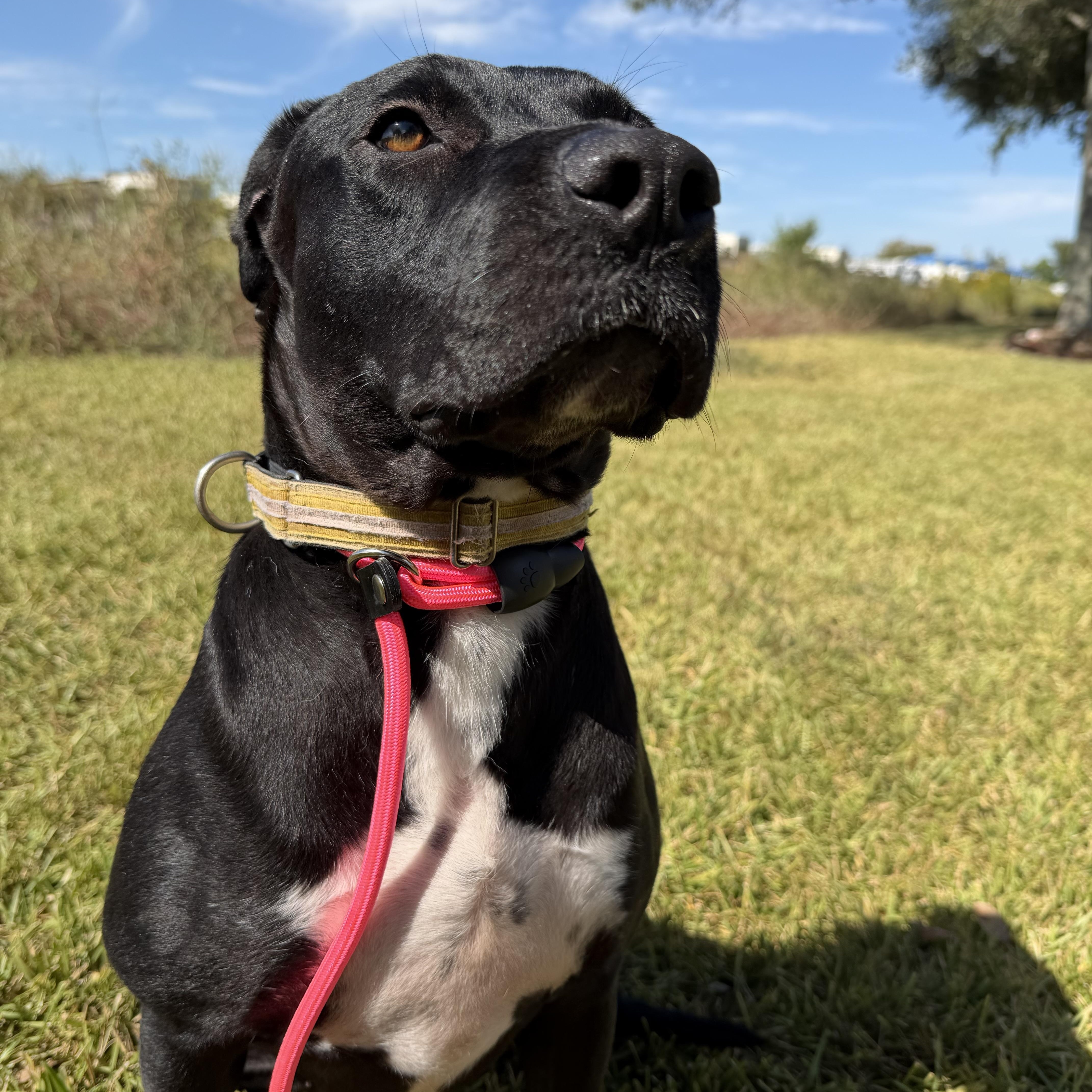 An adult medium-sized female Black Labrador Retriever dog named Carmen for adoption in Pearland, TX