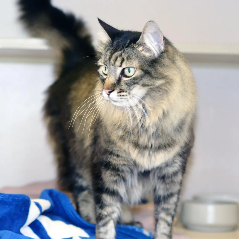 An adult large-sized male Tabby (Brown / Chocolate) Tabby cat named King Richard for adoption in San Clemente, CA