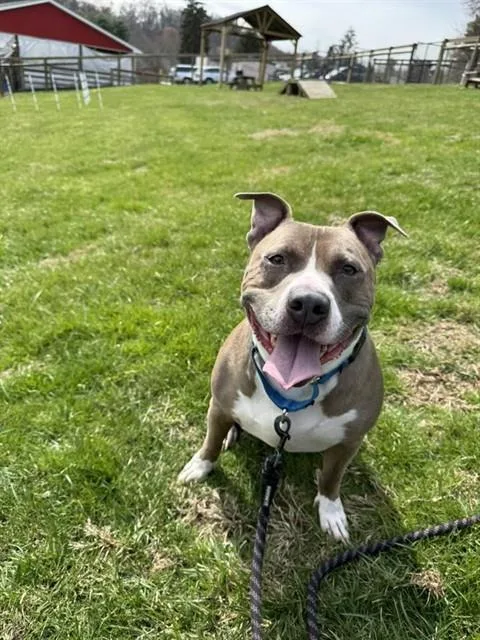 An adult large-sized male Pit Bull Terrier dog named Loki for adoption in Westminster, MD