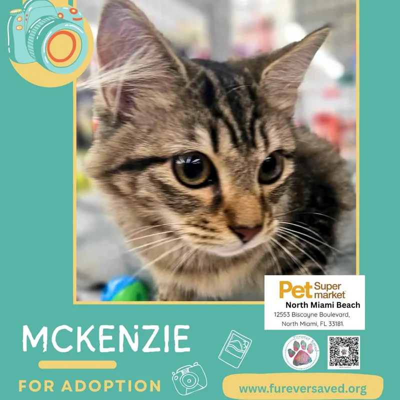 A baby small-sized female Tabby (Buff / Tan / Fawn) Domestic Medium Hair cat named McKenzie for adoption in Miami, FL