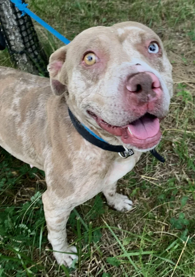 A young medium-sized female Merle (Red) Mixed Breed dog named Sterling for adoption in McKeesport, PA