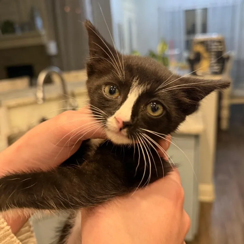 A baby small-sized female Black Domestic Short Hair cat named Rumi F for adoption in Oklahoma City, OK