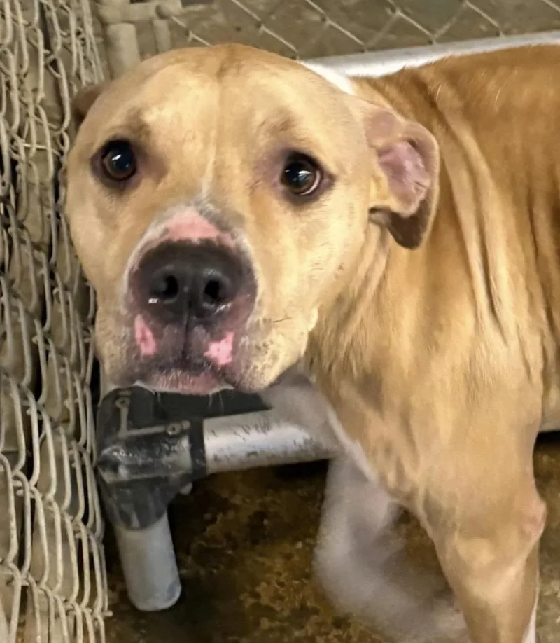 A young medium-sized male White / Cream Pit Bull Terrier dog named Flap Jack HOLD for adoption in Canton, OH