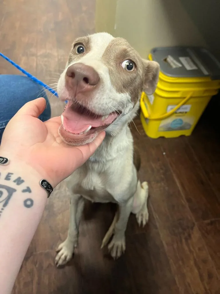 A baby medium-sized female Pit Bull Terrier dog named Dog Kennel for adoption in Greenville, TX