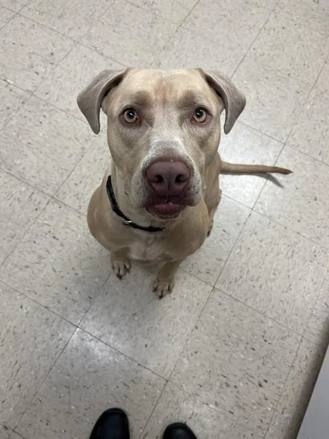An adult large-sized female Pit Bull Terrier dog named Pebbles for adoption in Killeen, TX