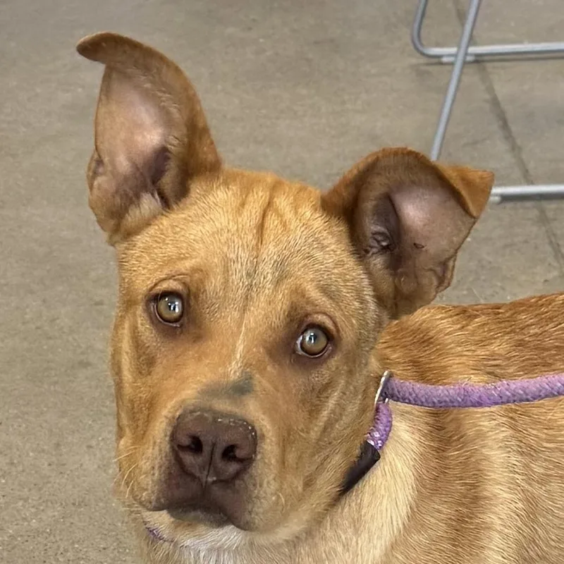 A young medium-sized male Yellow / Tan / Blond / Fawn Mixed Breed dog named Brodie for adoption in Las Cruces, NM
