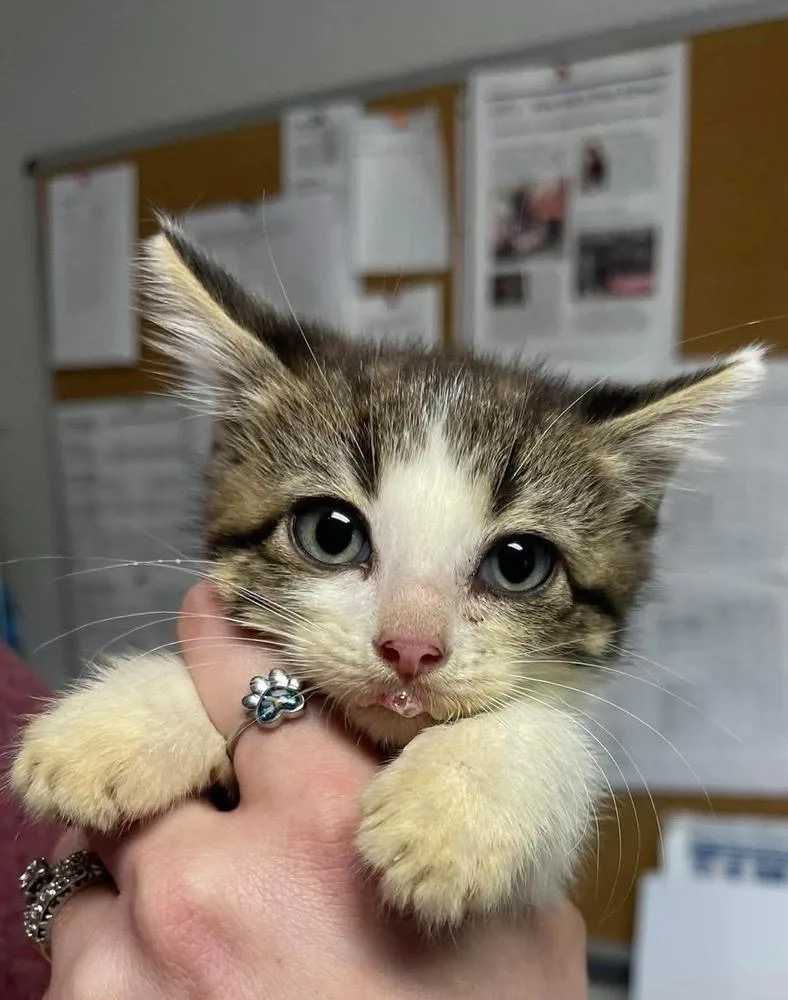 A baby medium-sized male Domestic Short Hair cat named Mantis for adoption in Bolivar, MO