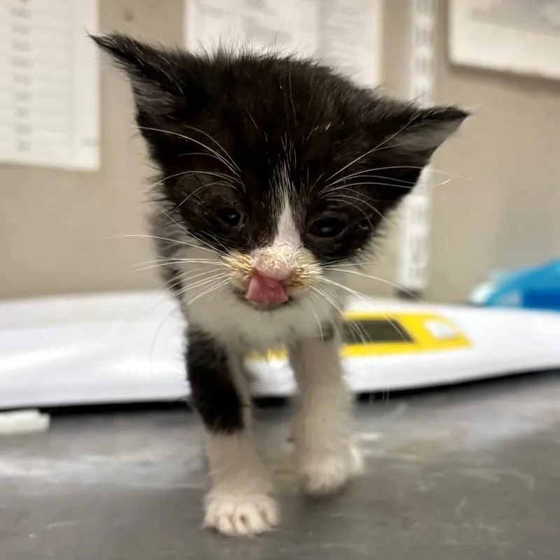 A baby small-sized male Black Domestic Short Hair cat named Harbor for adoption in Yuma, AZ