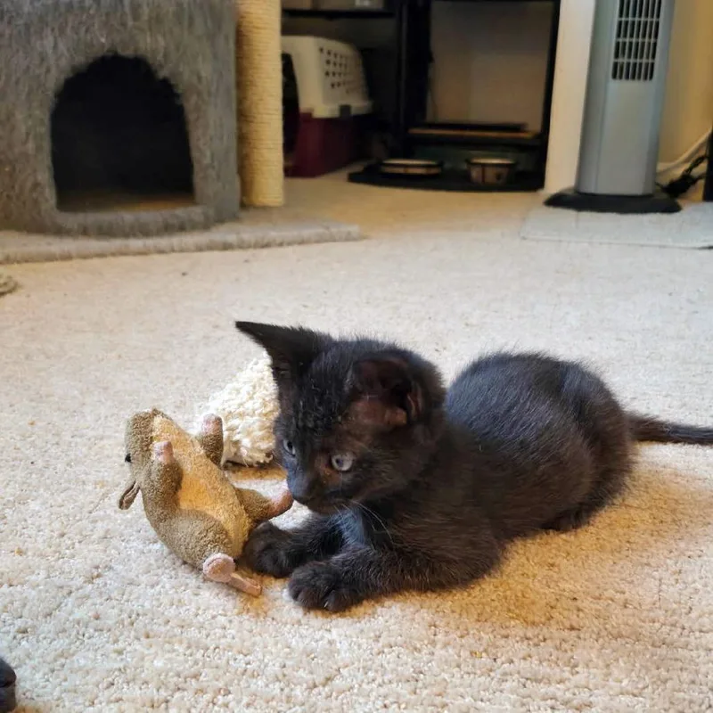 A baby small-sized female Domestic Short Hair cat named Rubi for adoption in Fairfax, VA