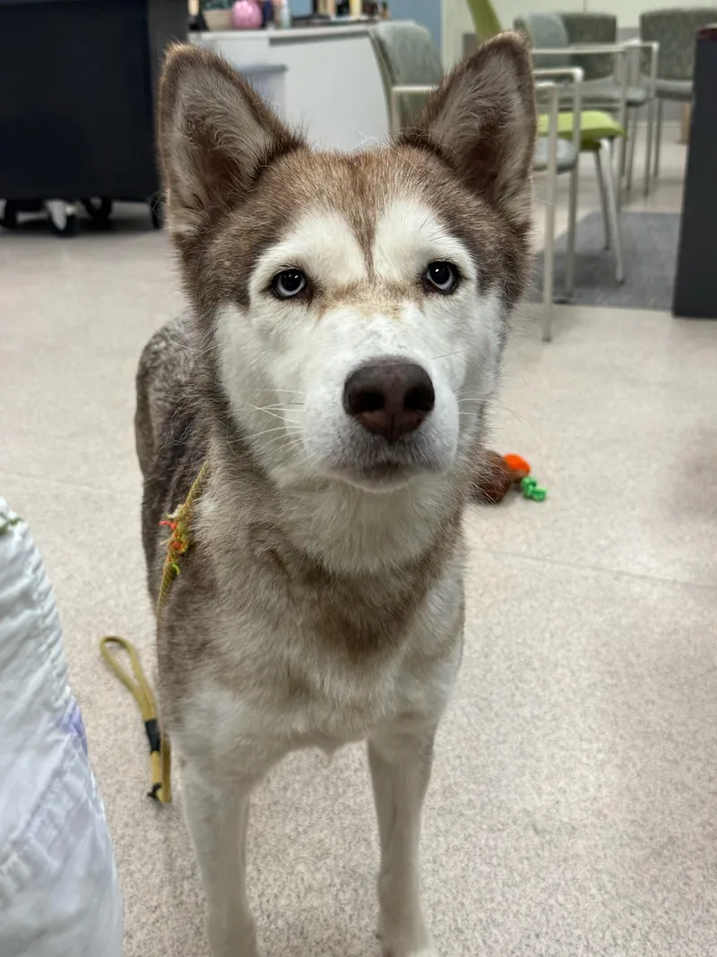 An adult large-sized female Husky dog named Prairie for adoption in Teterboro, NJ