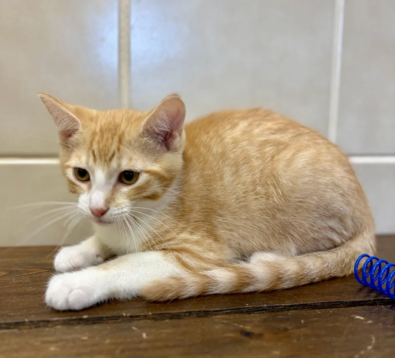 A baby medium-sized male Orange & White Domestic Short Hair cat named Cheddar for adoption in Kerrville, TX