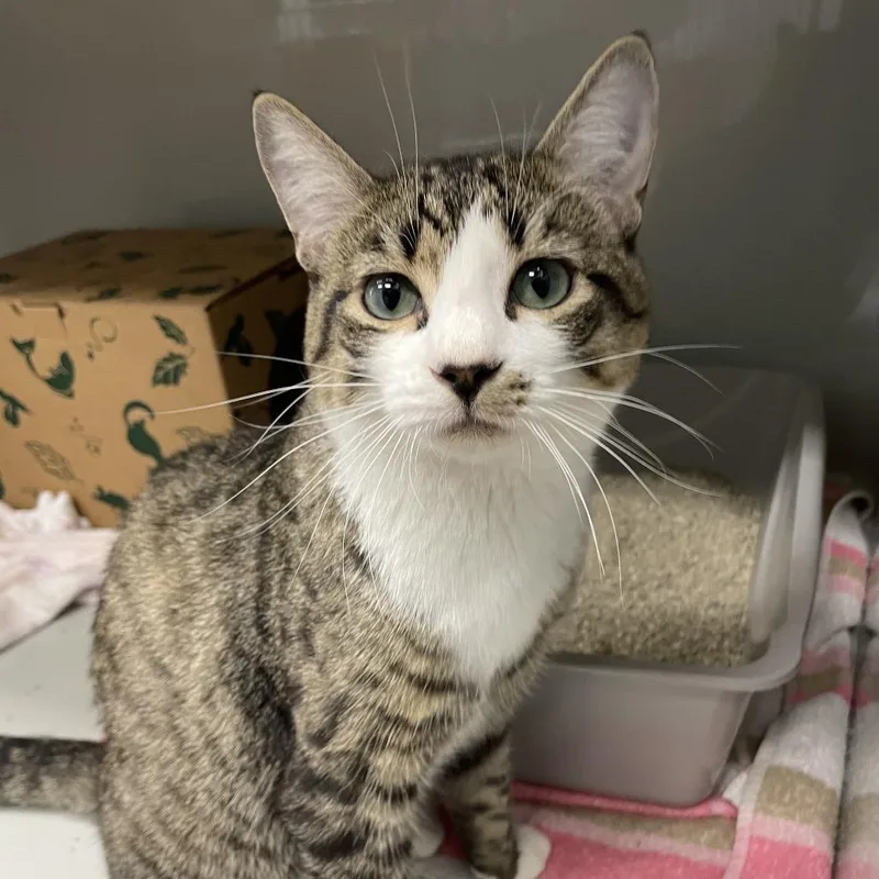 A young medium-sized male Brown / Chocolate Domestic Short Hair cat named Aurelio for adoption in Saint Charles, MO
