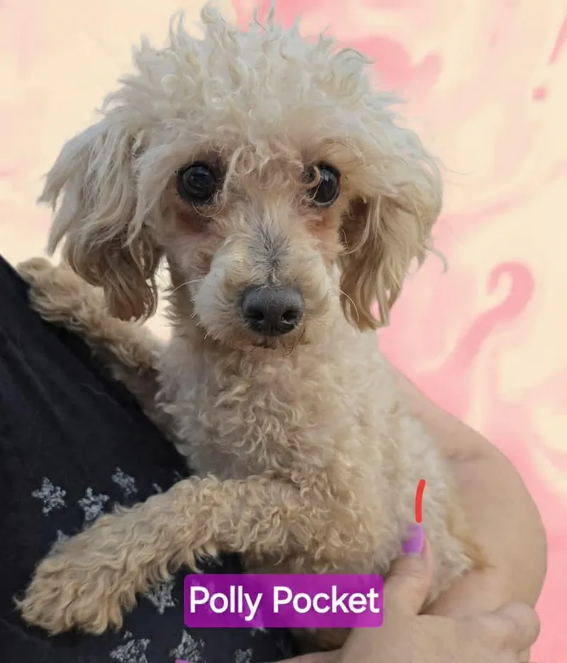 Polly Pocket