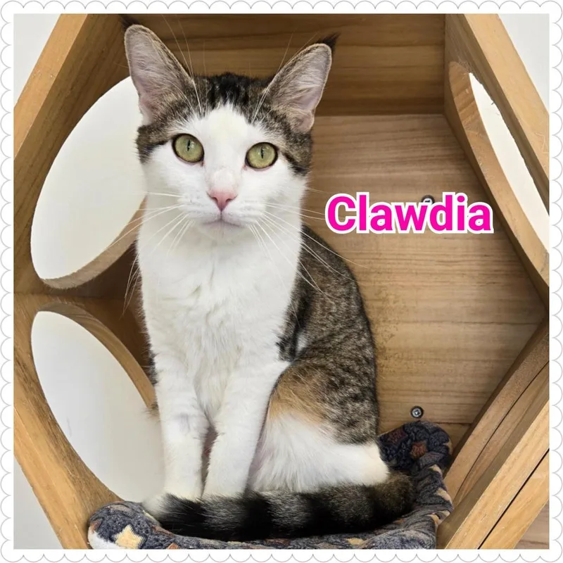 A young medium-sized female Domestic Short Hair cat named Clawdia for adoption in North Saint Paul, MN