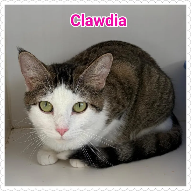 Clawdia thumbnail 3