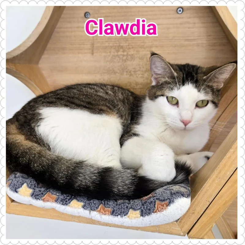 Clawdia thumbnail 4