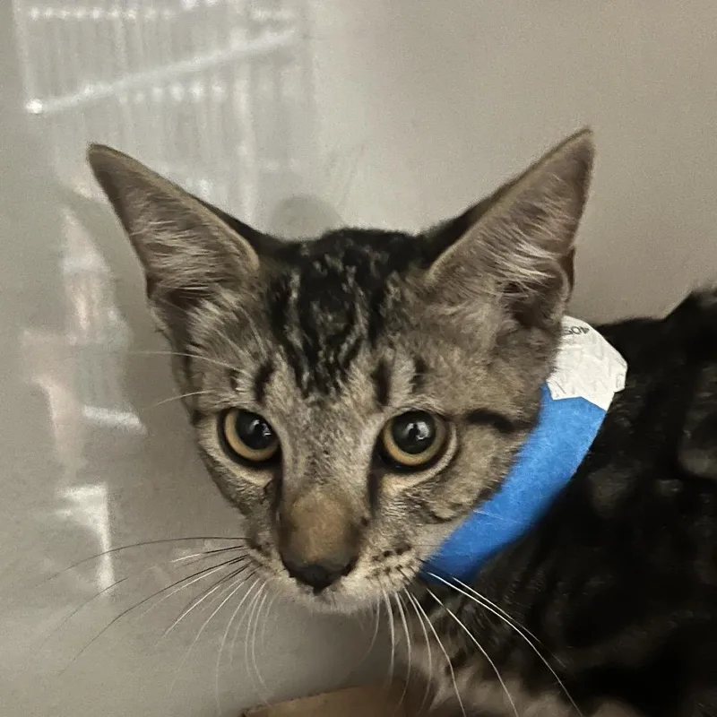 A baby small-sized male Gray / Blue / Silver Domestic Short Hair cat named Scooby for adoption in Yuma, AZ