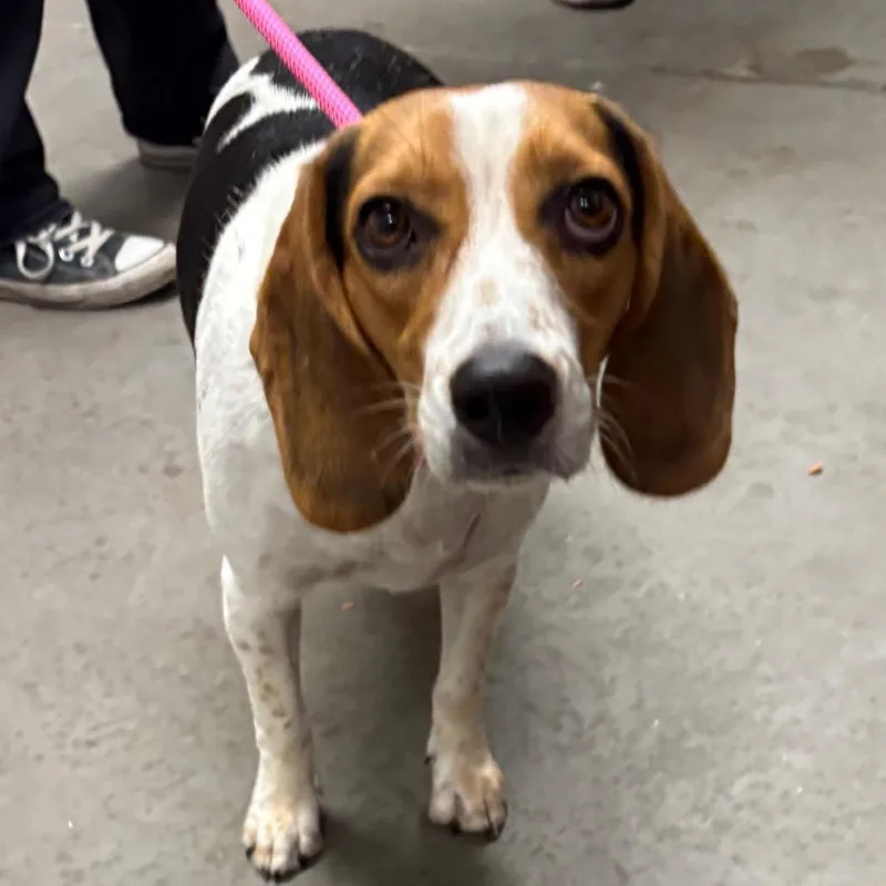 A young small-sized female Black Beagle dog named Jessabelle for adoption in Yuma, AZ