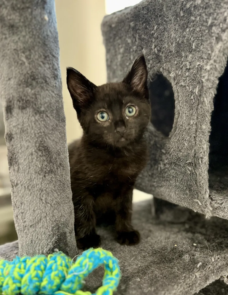 A baby medium-sized female Black Domestic Short Hair cat named Muenster for adoption in Waldport, OR