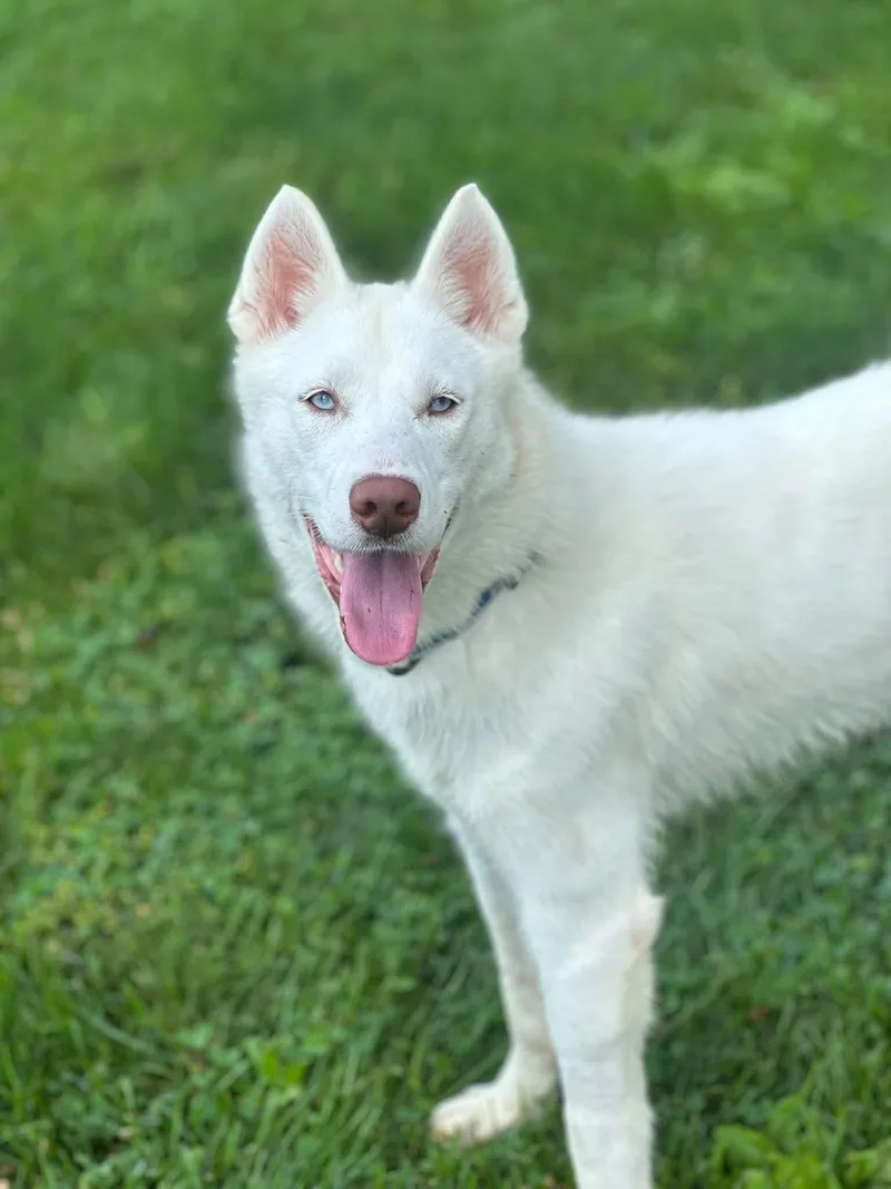 Tundra