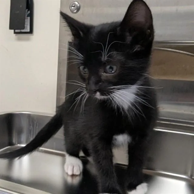A baby small-sized female Domestic Short Hair cat named Penny for adoption in Olivette, MO