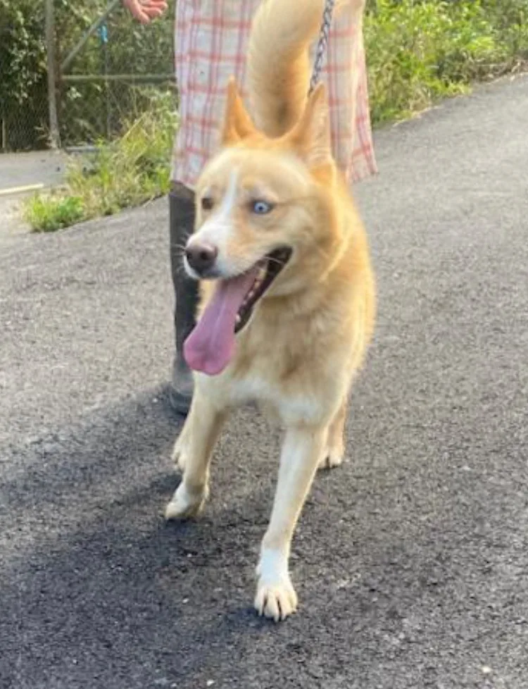 A young medium-sized male Golden Canaan Dog dog named Fluffy "let's Walk Together." for adoption in New York, NY