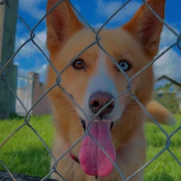 Fluffy "let's Walk Together." thumbnail 3