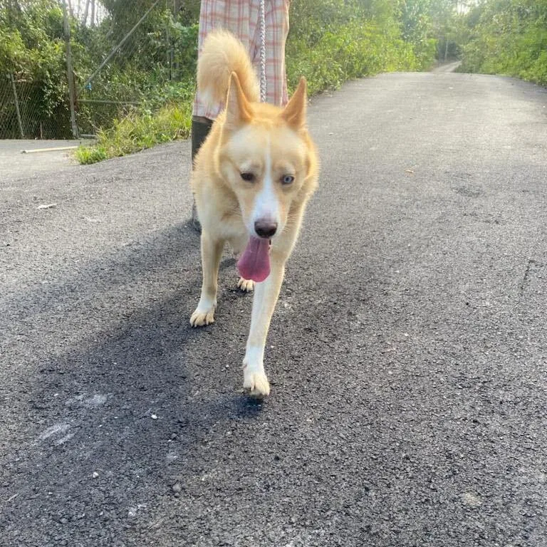 Fluffy "let's Walk Together." thumbnail 5