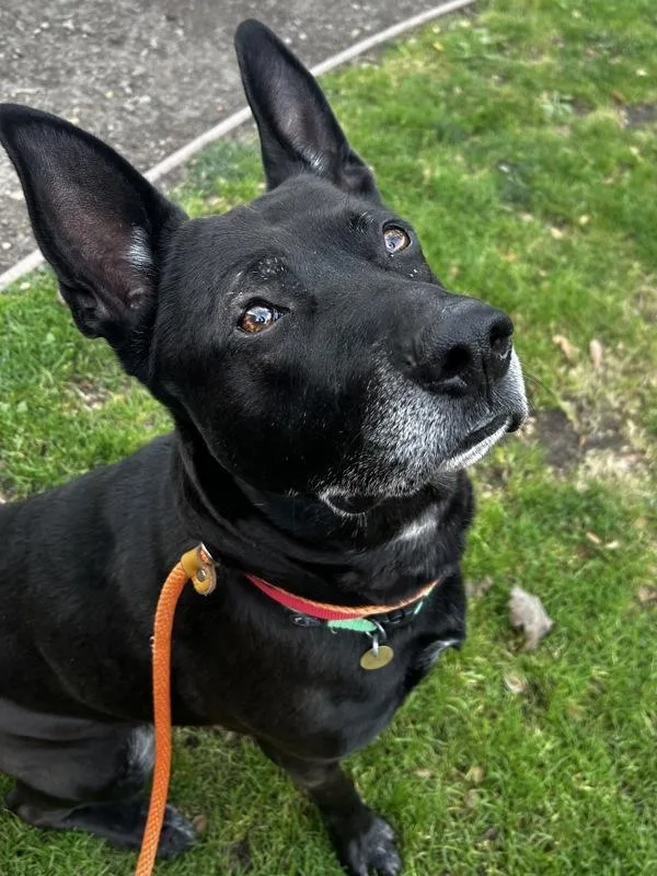 An adult large-sized male Labrador Retriever dog named Bruce for adoption in Oakland, CA