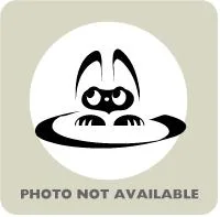 A baby medium-sized female Black & White / Tuxedo Domestic Short Hair cat named Bon Bon for adoption in Bulverde, TX