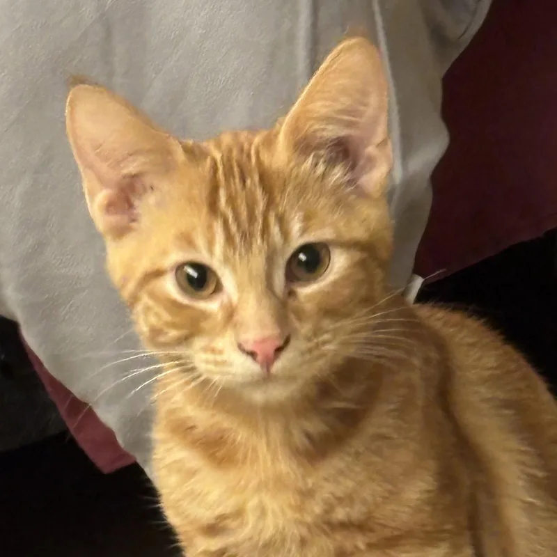 A baby medium-sized male Orange / Red Domestic Short Hair cat named Oj for adoption in Sonora, CA