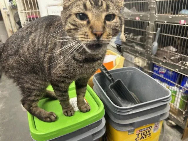 An adult medium-sized male Domestic Short Hair cat named Griffin for adoption in Herndon, VA