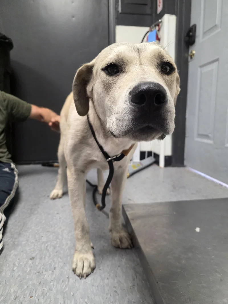 An adult large-sized female Retriever dog named Princess Wagmuffin for adoption in Las Vegas, NM