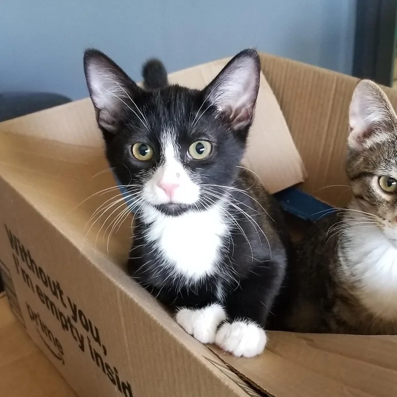 A young medium-sized female Black & White / Tuxedo Tuxedo cat named Cammie for adoption in Delta, CO