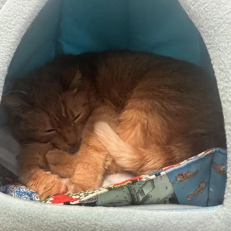 An adult medium-sized male Orange / Red Domestic Short Hair cat named Vallee Washington PetCo for adoption in Union, MO