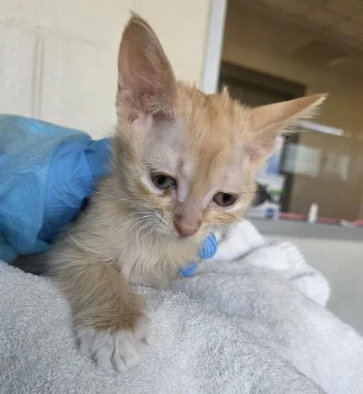 A baby small-sized male Domestic Short Hair cat named Corn Nut for adoption in Brighton, CO