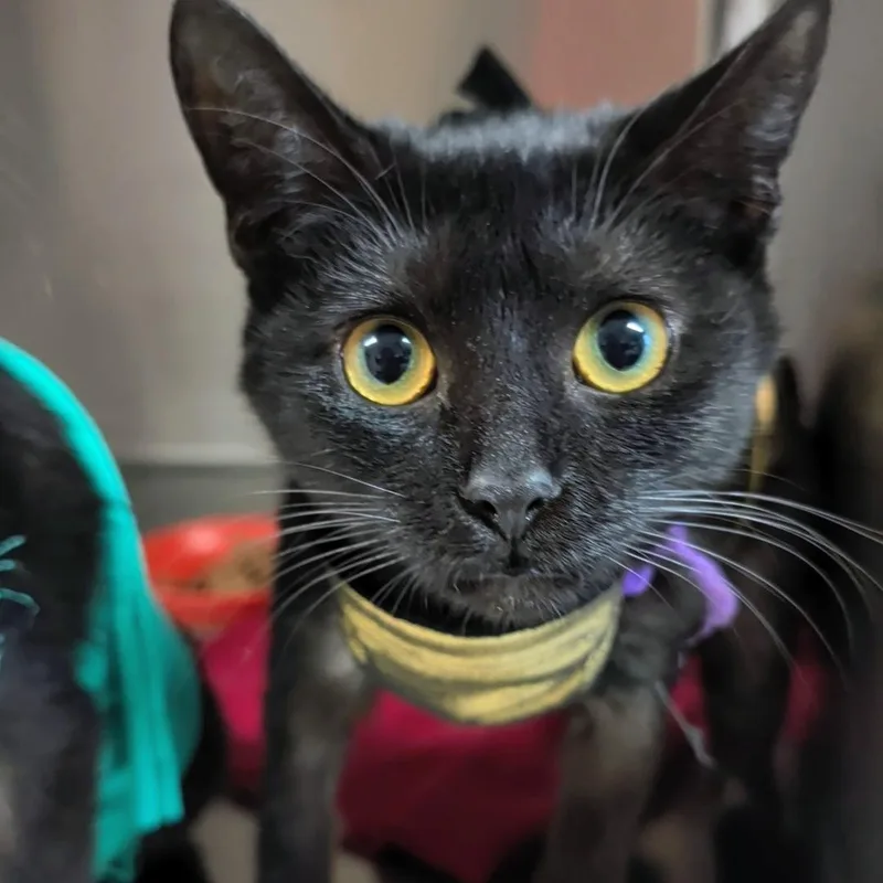 A young small-sized female Black Domestic Short Hair cat named Salem for adoption in West Jefferson, OH