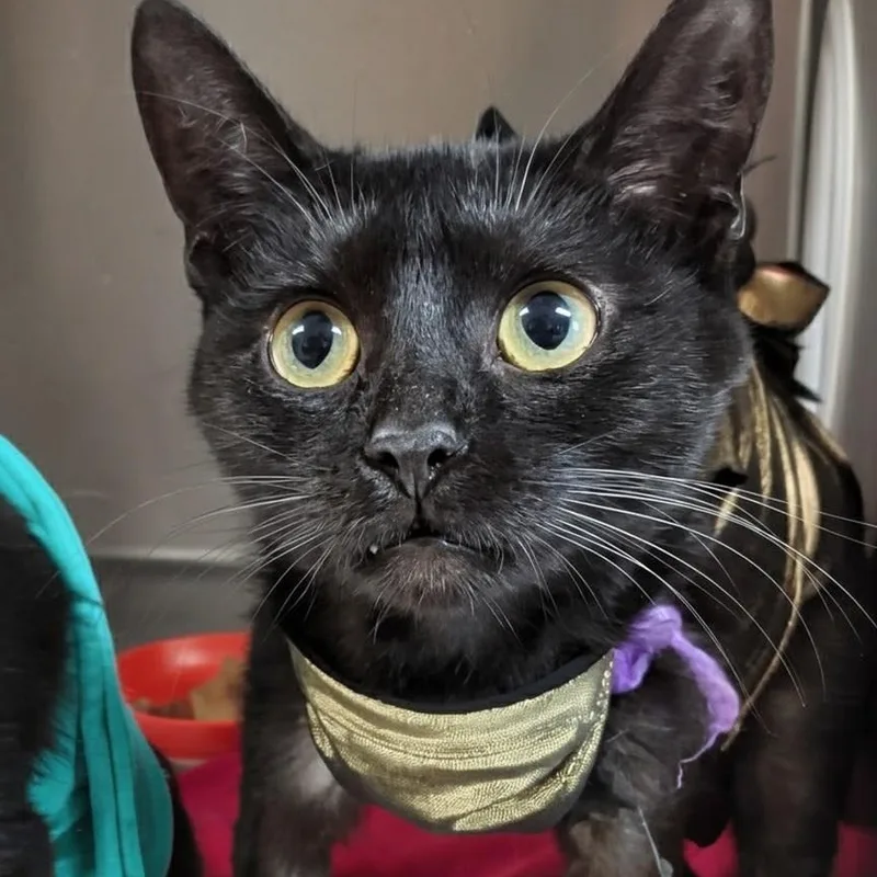 Salem thumbnail 2