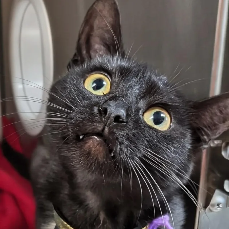 Salem thumbnail 3