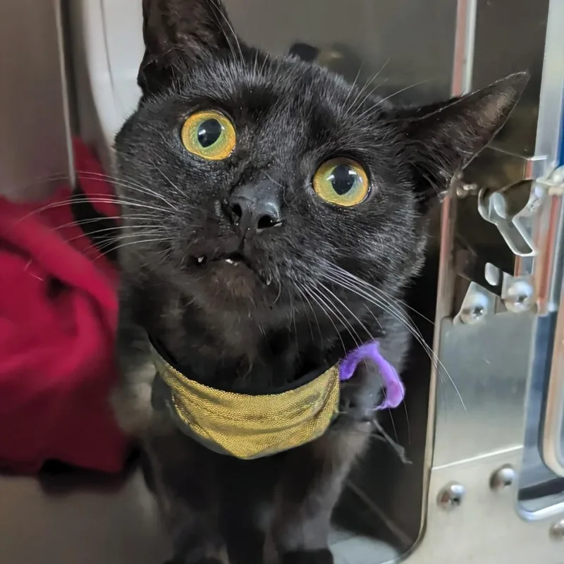 Salem thumbnail 4
