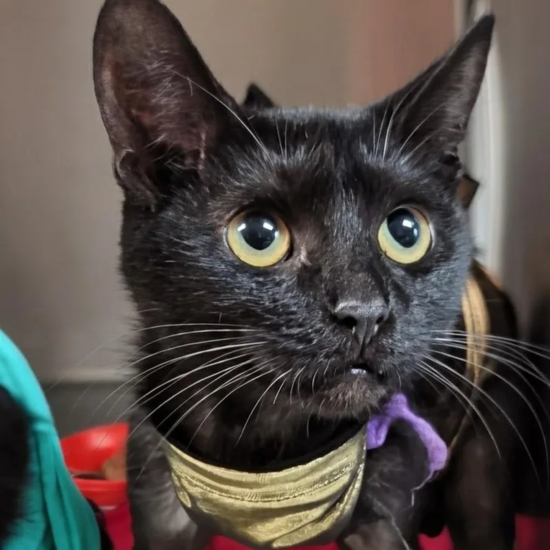 Salem thumbnail 5
