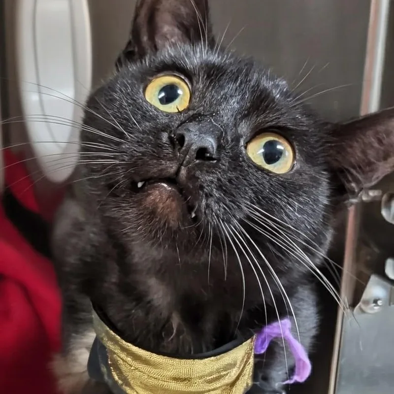 Salem thumbnail 6