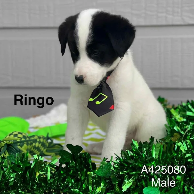 Ringo