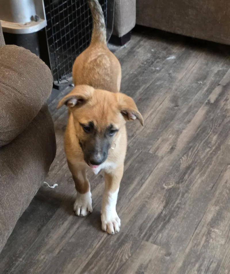 Daffodil thumbnail 2