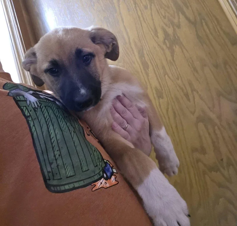 Daffodil thumbnail 3