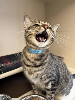 A young medium-sized male Domestic Short Hair cat named Bradley I AM for adoption in East Brookfield, MA