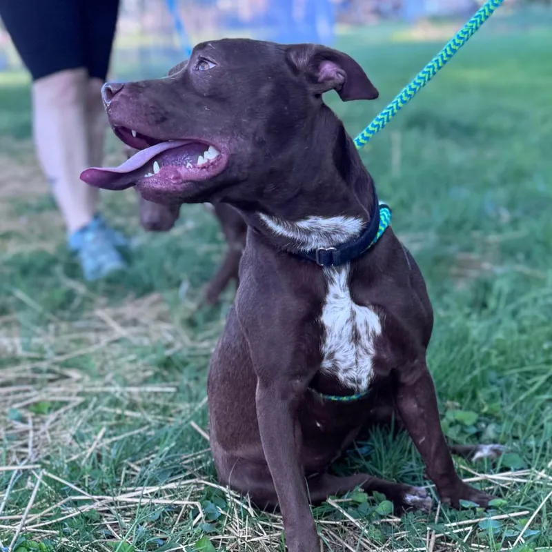 A young medium-sized female Brown / Chocolate Mixed Breed dog named Princess Atta for adoption in Parkersburg, WV